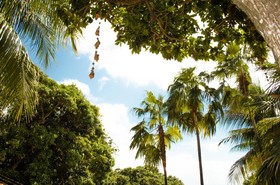 Tubarao