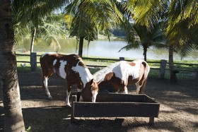 Fazenda Fiore Resort