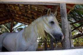 Pousada Sitio Phoenix