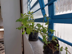 Zili Pernambuco Hostel & Coworking