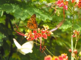 Pousada Gostoso Village