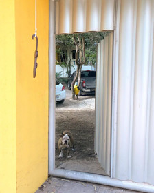 Macaco Surf Hostel