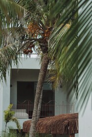 Luau Hotel