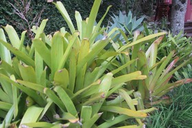 Dubai Bungalows Bombinhas