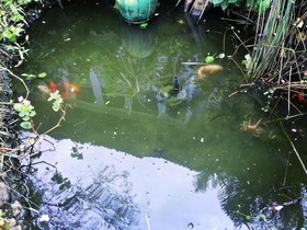 Albergue Campeche Hostel