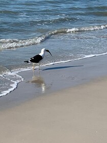 Canas Center Residence