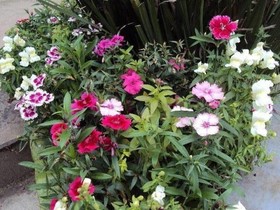 Pousada Gardenia Guest House