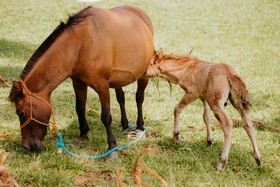 Hope Valley Adventure Resort