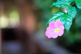 Pousada Agroecológica Guata Porã