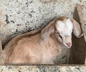 Pousada Fazendinha