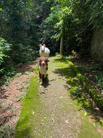 Pousada Canto do Hibisco