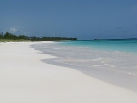 Tamarind