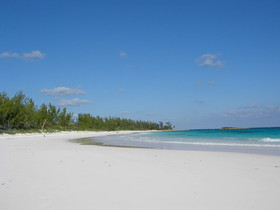 Tamarind