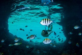 The Ocean Club Bahamas