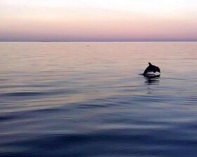 Thatch Caye, a Muy'Ono Resort
