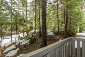 Forest Trails