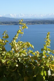 Bed & Breakfast La Petite Thielle