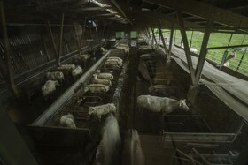 Steigmatt Bauernhof-Erlebnis
