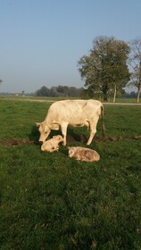 Steigmatt Bauernhof-Erlebnis