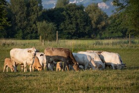 Steigmatt Bauernhof-Erlebnis