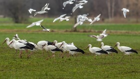 Steigmatt Bauernhof-Erlebnis