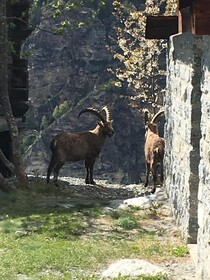 Kornstadel Arida Prata