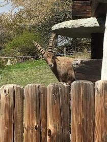 Kornstadel Arida Prata
