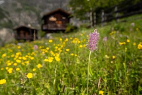 Kornstadel Arida Prata