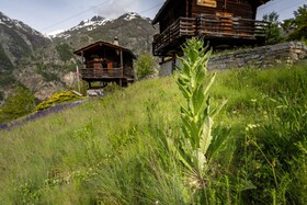 Kornstadel Arida Prata