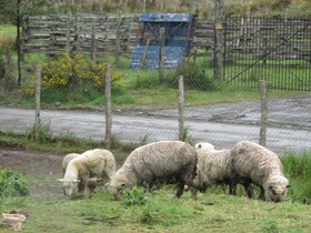 Agroturismo Los Colihues