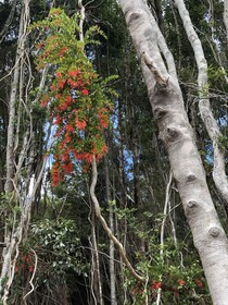 Lodge Parque Tepuhueico