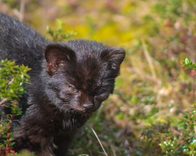 Lodge Parque Tepuhueico