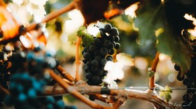 Hotel Boutique Raices De Colchagua
