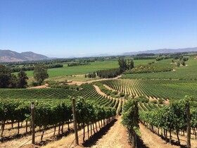 NOI Blend Colchagua