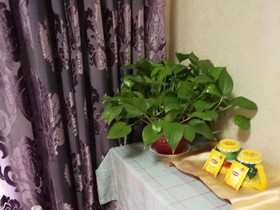 Xian Wisteria Lane Sunny Guest House