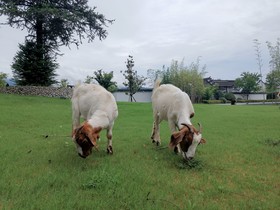 Banyan Tree Huangshan