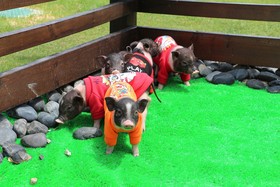 Banyan Tree Huangshan