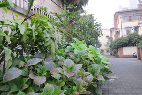 Wonderland French Concession Fumin Road