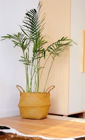 Bushe Apartment