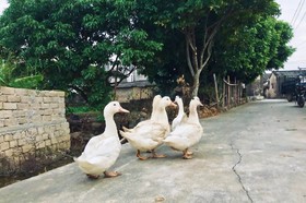 Chaozhou Shifeng Yingbin Inn
