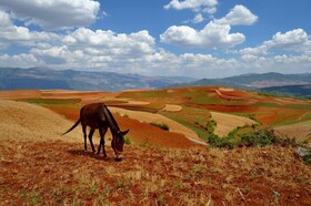 Red Land Plough Farm Stay