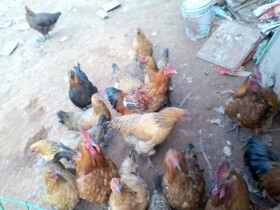 Red Land Plough Farm Stay