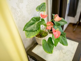 Xiamen Gulangyu Yangshan Hotel