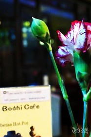 Bodhi Boutique Inn