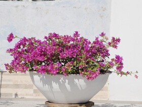 Hotel Casa Cytia