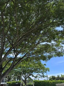 Hotel Palo Grande CF Pereira