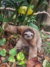 Hotel Escape Caribeno