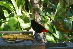 Hotel Escape Caribeno