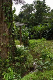 Sonora Jungle & Yoga Retreat