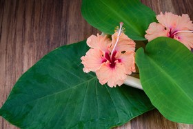 Sonora Jungle & Yoga Retreat